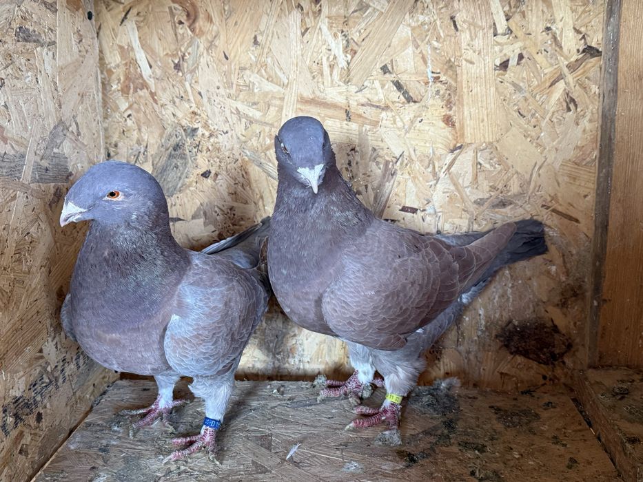 Vând sau schimb porumbei americani (agh)