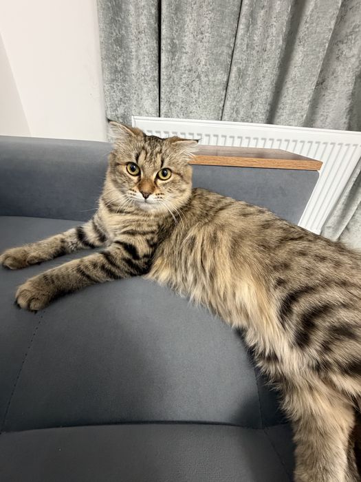 Мейрімді мысық Мия