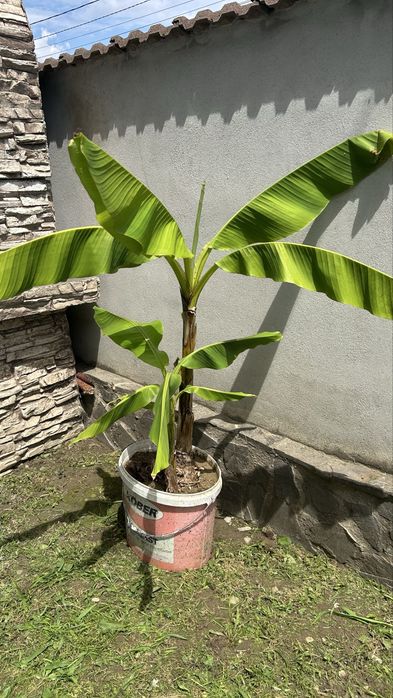 Banani / Bananieri