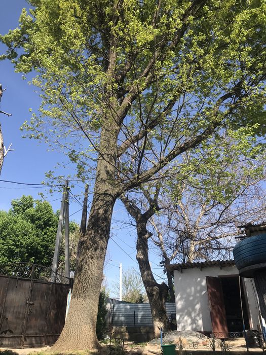 Продается дерево дуб