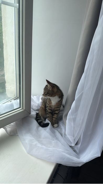 Отдам Котенка мальчик