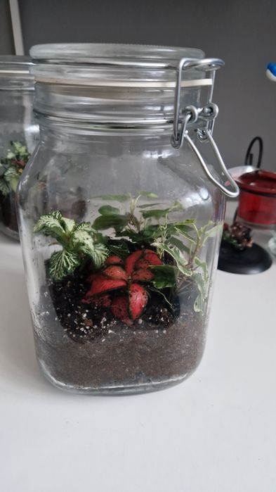 Terarii inchise cu  plante