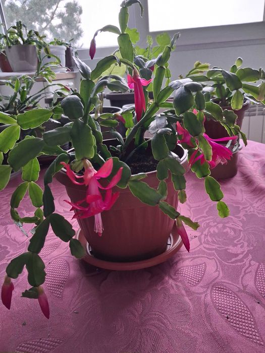 Стайни растения - Коледниче ,Кактуси, Шефлера