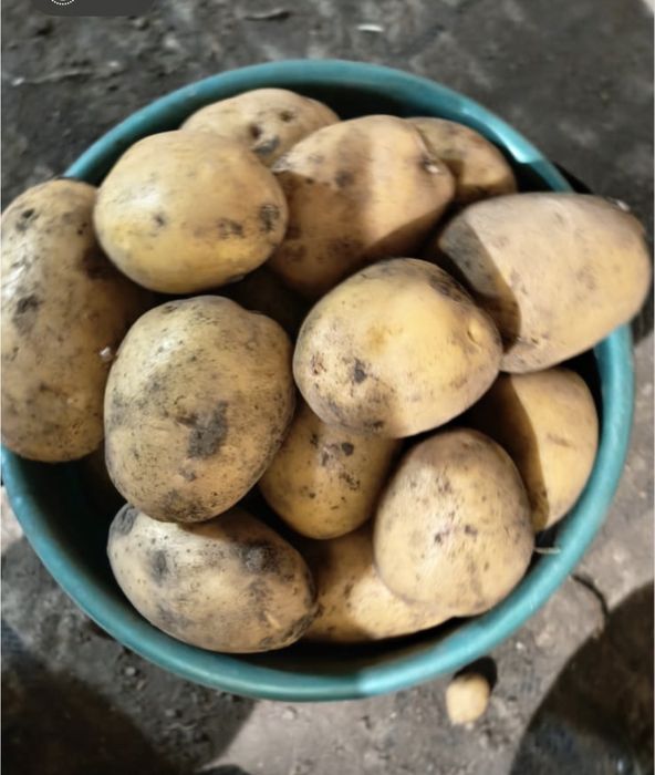 Продам картофель