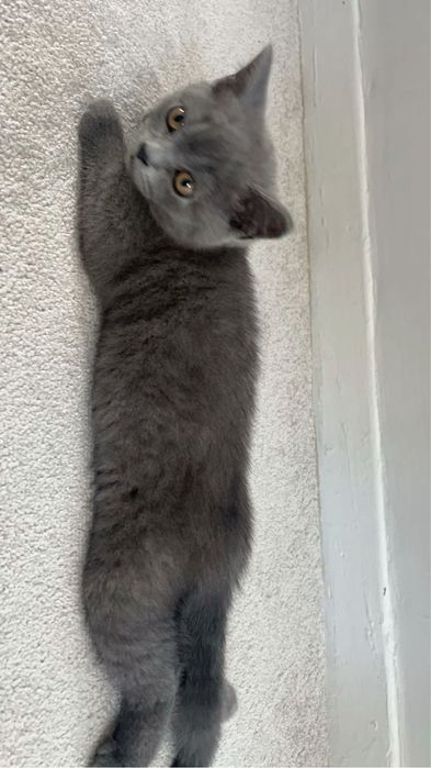Продается котенок британский