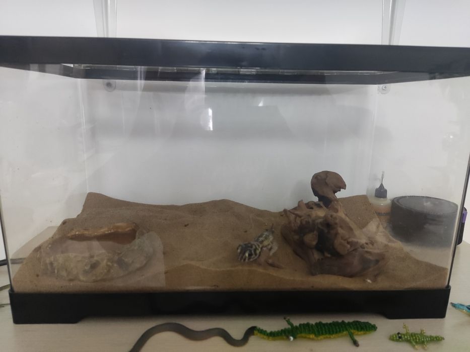 Сцинковый геккон