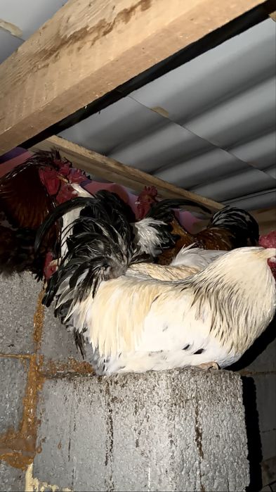 Кораздар сатылады тез арада