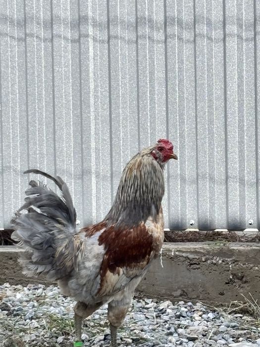 Амераукана қоразы сатылады