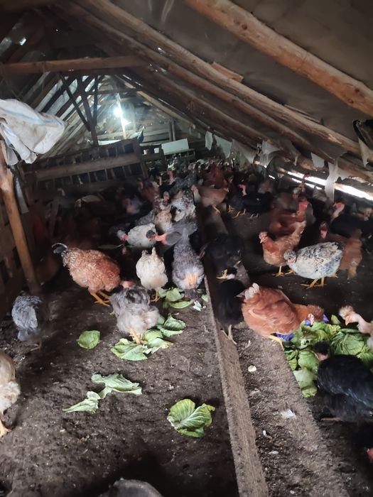 Vând puicuțe și găini rasa mixta