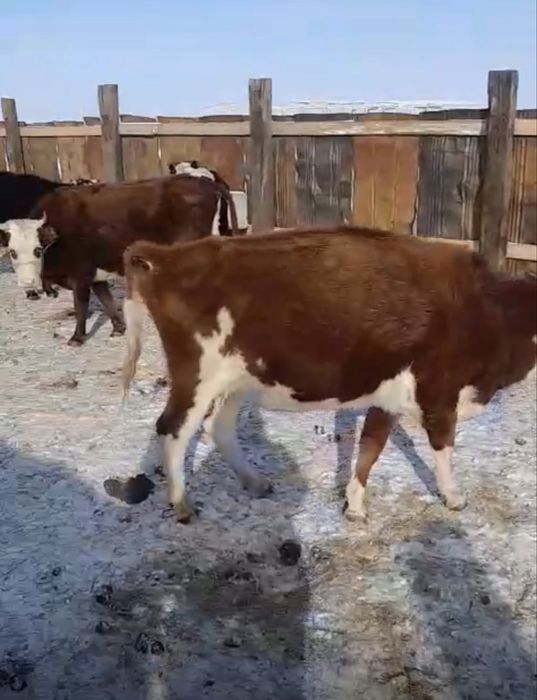 ак бас сиырлар сатылады буас