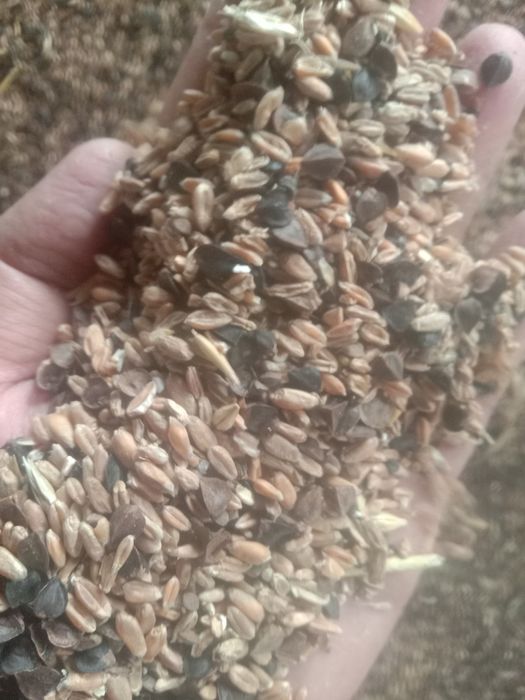 Зерноотходы Отруби Полова корм