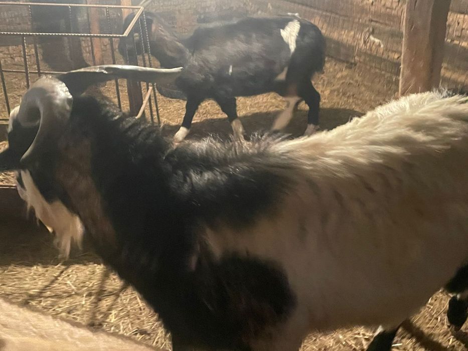 Продам козел молочный
