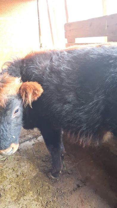 Бұқа сатылады 280 000