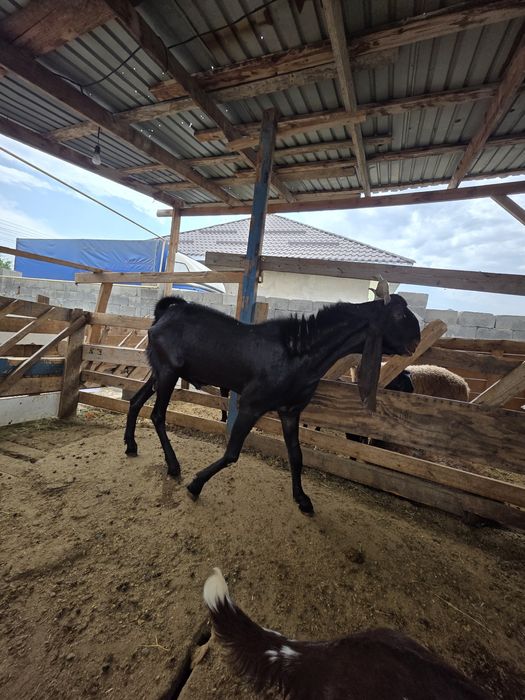 Камори теке козёл на продажа