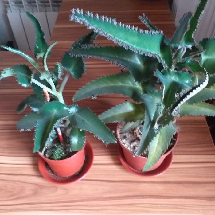 Каланхое домашний доктор