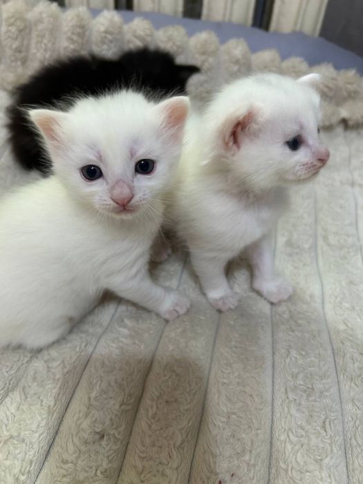 Отдадам котят в хоршие руки