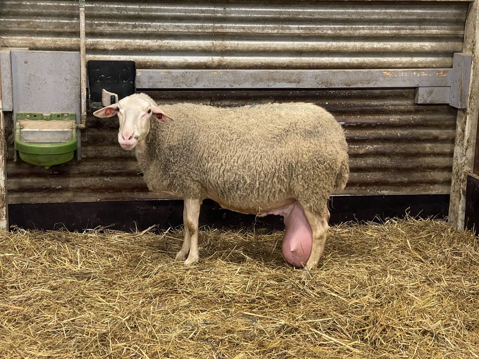 Vand lot 10 oi lacaune