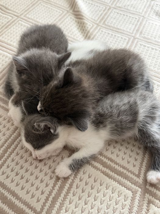 Отдам котят. Возраст 2 месяца