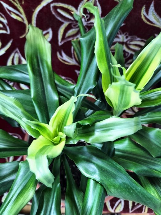 Драцена  красивая