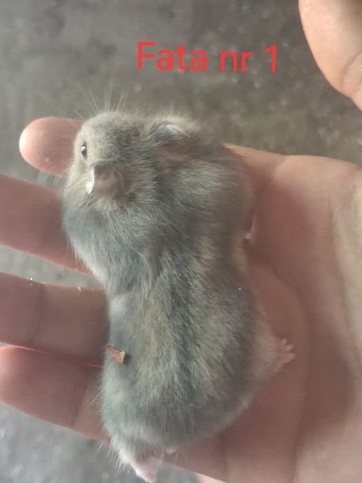 Vand pui de  hamsteri sirieni