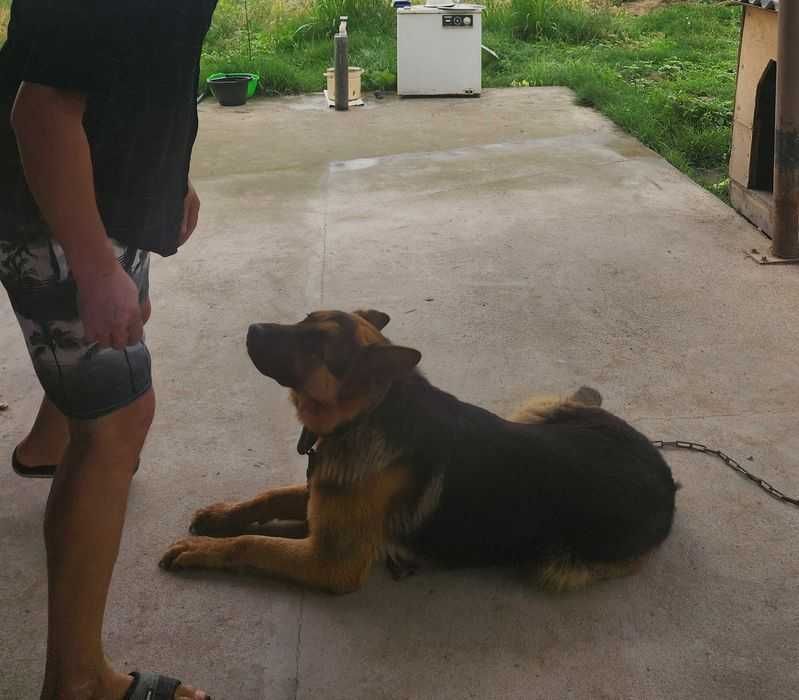 Вязка. Kobelni ULASH. Кобель, Немец овчарка, чепрачный окрас, Vyazka