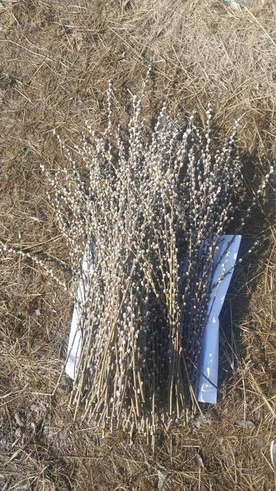 Продам.   вербочки