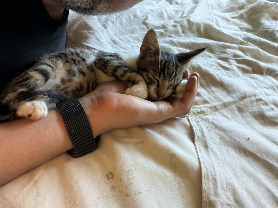 Motanel Extrem de Lipicios pentru adoptie