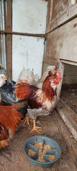 Продам петухов.Молодые,этого года