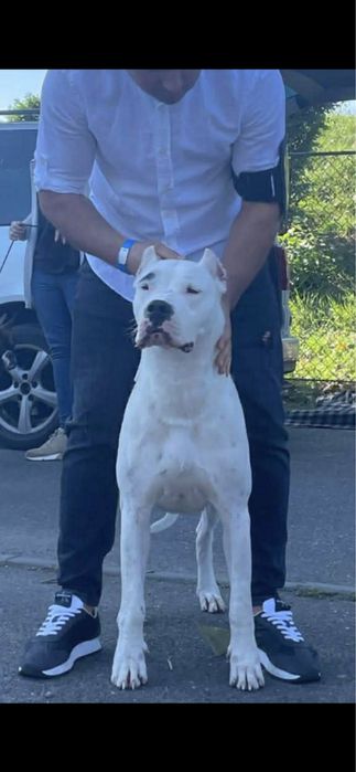 Femela Dog Argentinian/Pedigree