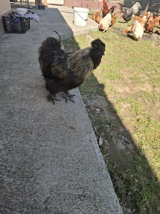 Cocoși de rasa Austrolorp