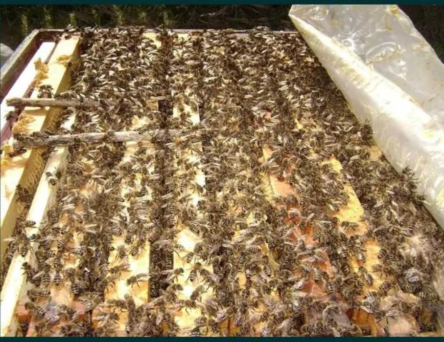 Vând familii de albine