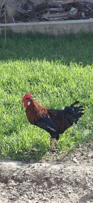 Красные петухи продаю
