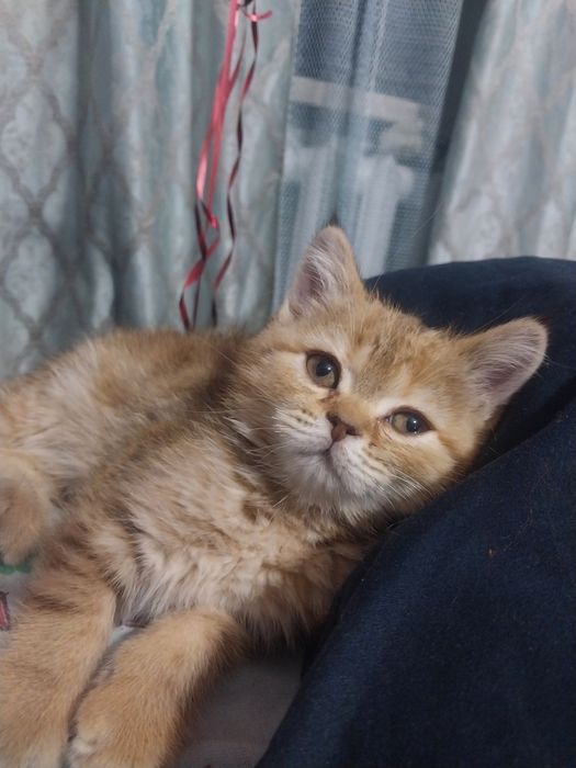 Продам шотландскую девочку