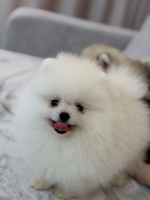 Pomeranian femela - pedigree tip A - parinti campioni