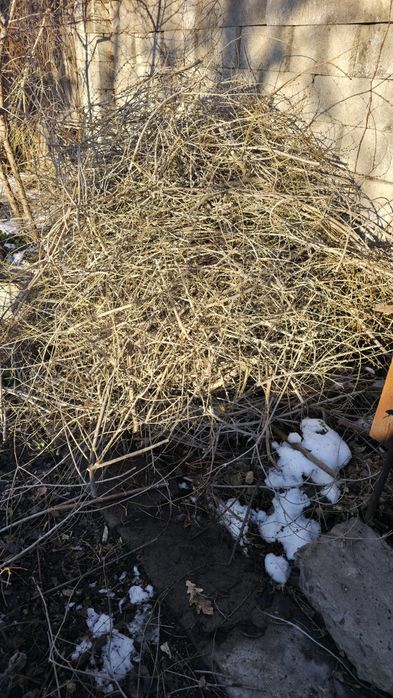 Отдам дрова хворост