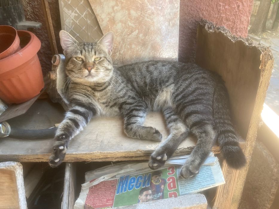 Млад котарак търси дом