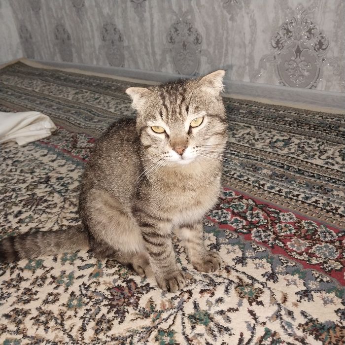 Visayskiy zotli mushuk