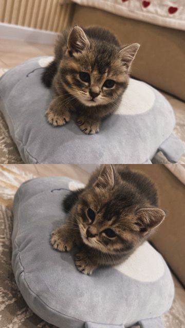 Кошка маленькая 2мес