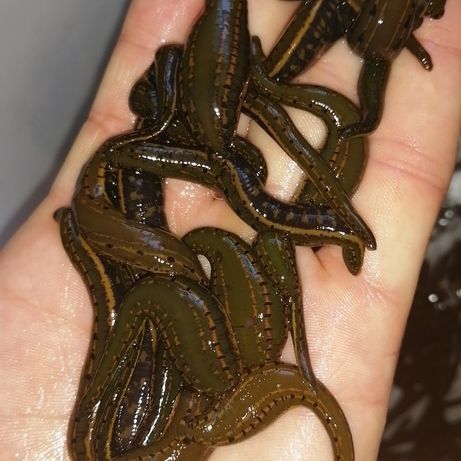 Зулук сотилади пиявки Туркия и Россия