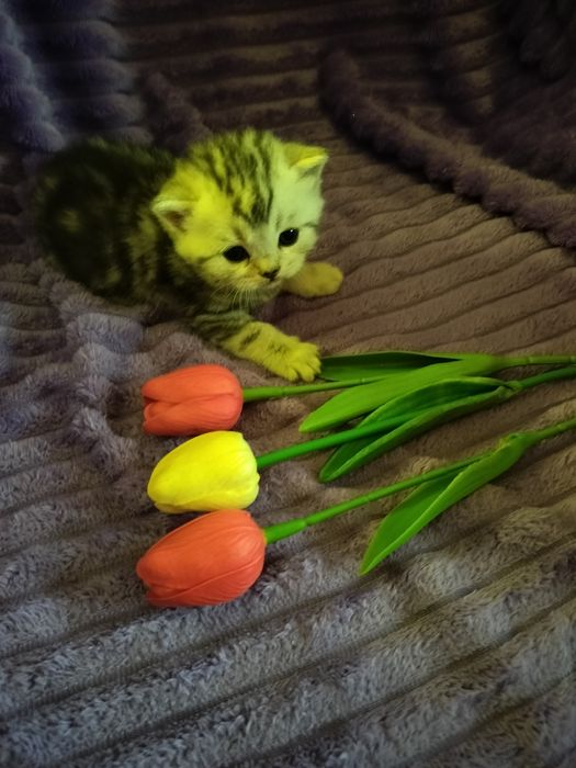 Вязка. Котик ждёт дам.