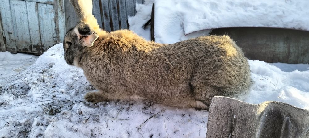 Продам девочку помесь фландер с великаном