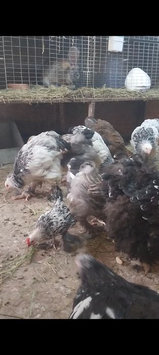 De vânzare gaini tinere brahma și cochinchina uriaș bobat