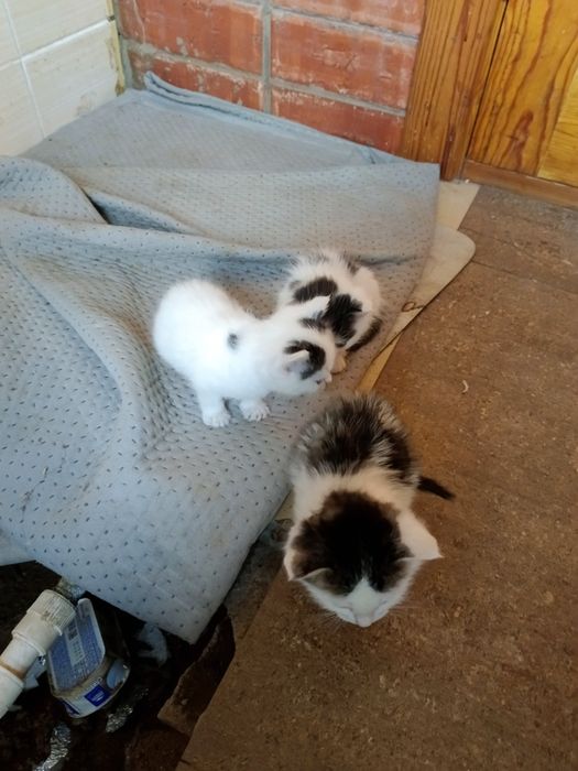 Котята 1 месяц ..