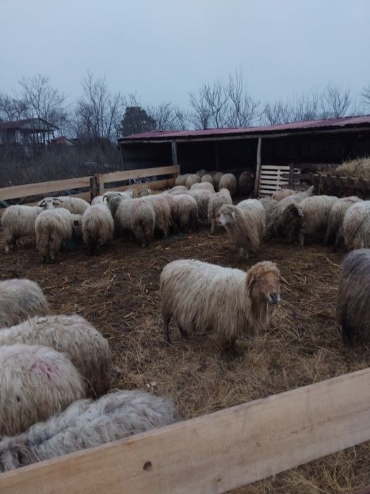 Oi de vinzare oi fătate oi depuse de fătare