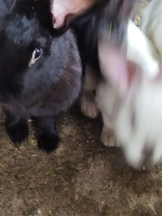 Кролики продам. .