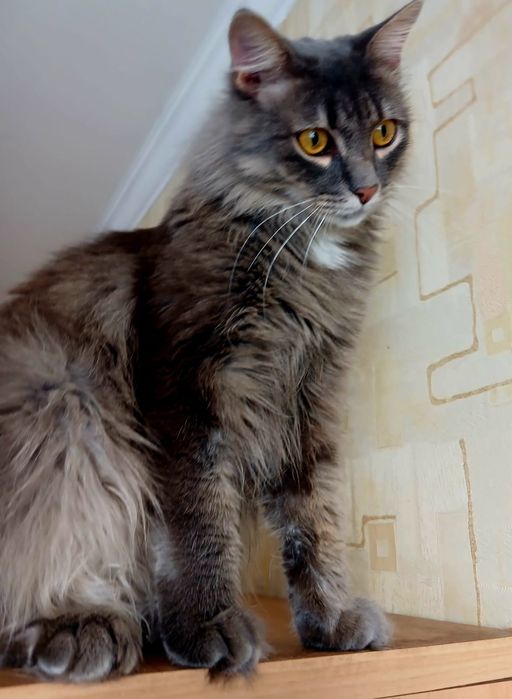 Кошка!Срочно!     !