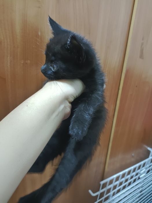 Котёнок малчик бесплатно