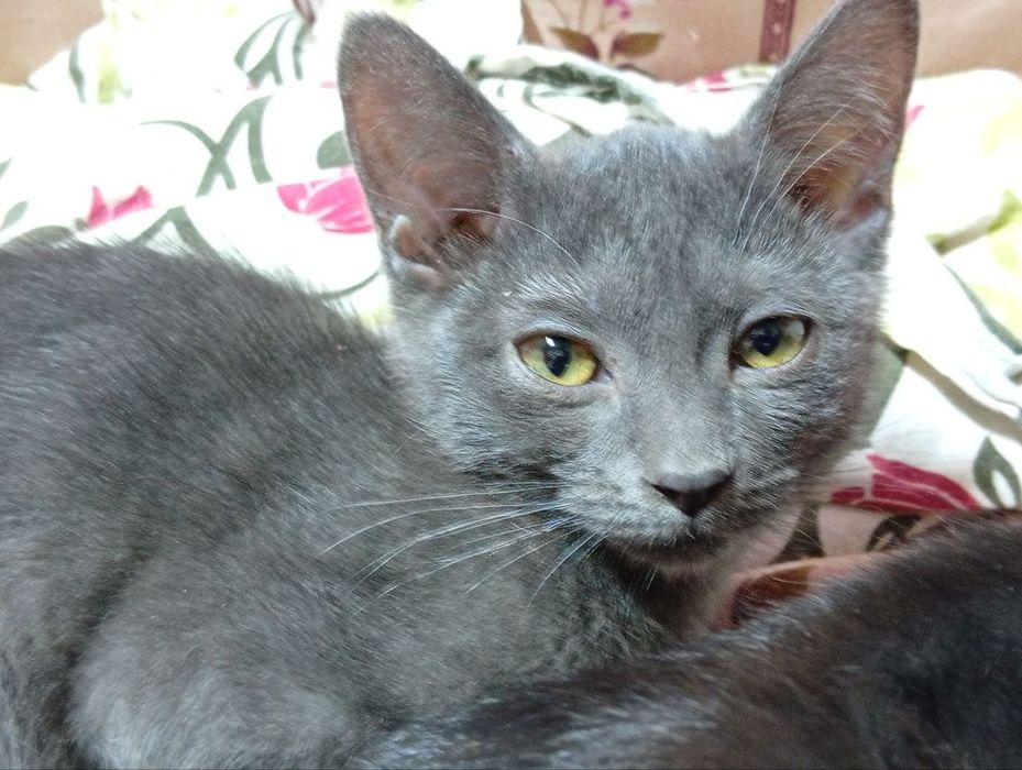 Котята даром 3 месяца