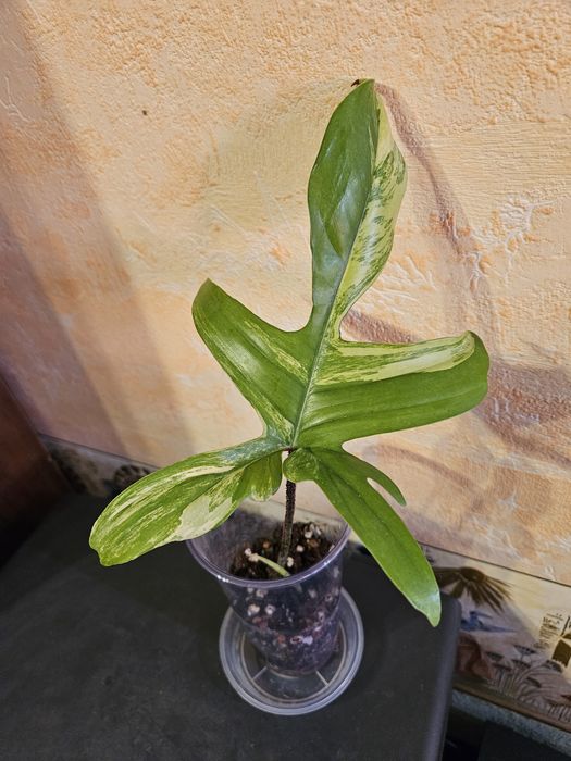 Продам комнатные растения