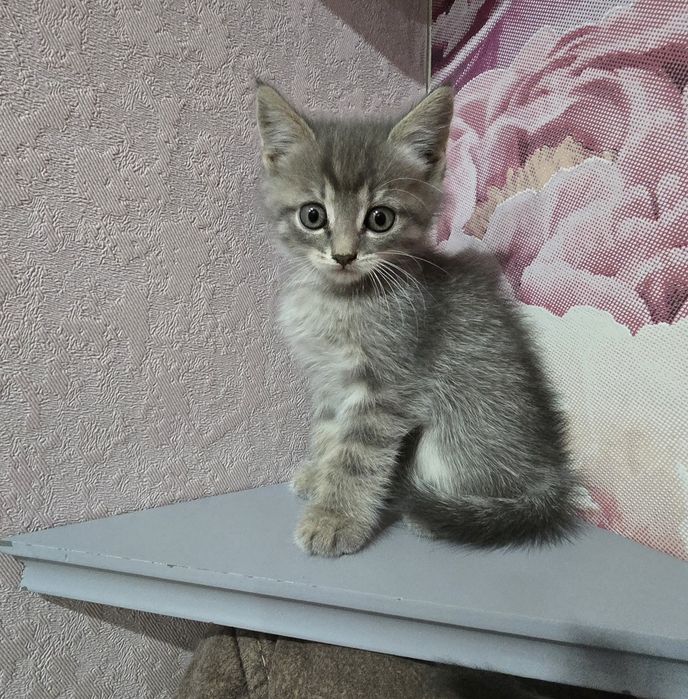 Котята шотландцы(.2 девочки.)